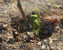 Regrafting onto rootstock