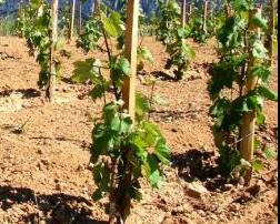 grafting onto rootstocks in the field