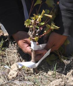 grafting onto rootstock in the field