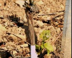 grafting onto rootstock in the field