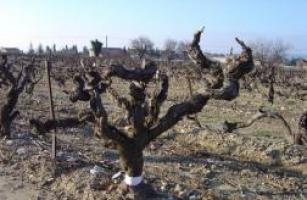 Top grafting on 100-year vines
