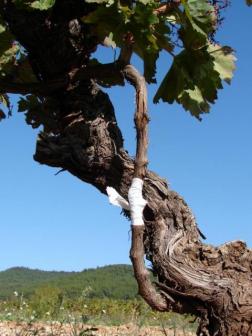 Rejuvenating old vines