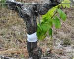 Thanks to top grafting, vines change their lives